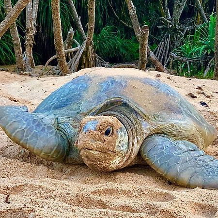 Turtle Paradise แทนกาลเล ภายนอก รูปภาพ