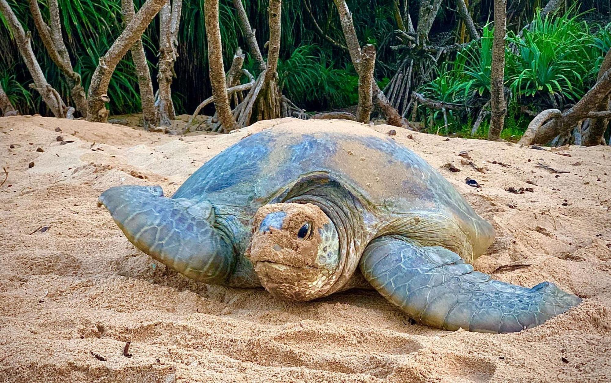 Turtle Paradise แทนกาลเล ภายนอก รูปภาพ