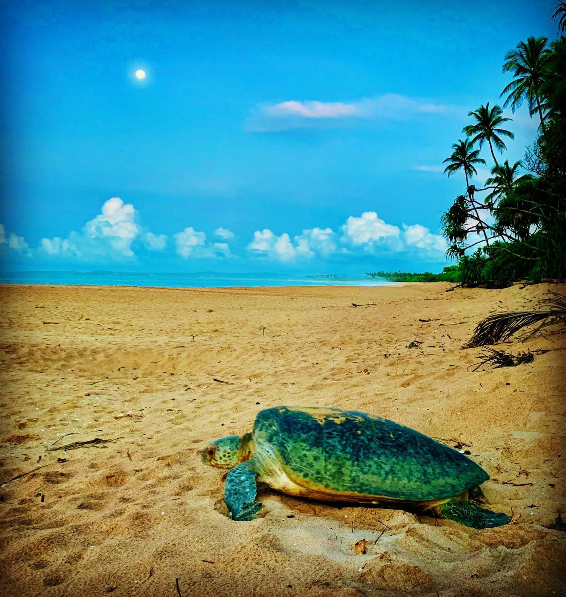 Turtle Paradise แทนกาลเล ภายนอก รูปภาพ